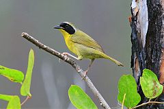 Bahama Yellowthroat